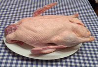 Chlazená kachna