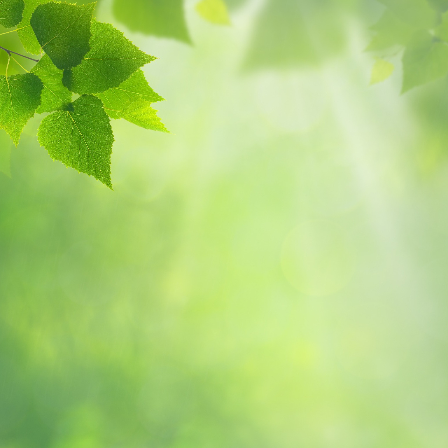 Bartonellen Chronischeborrelioseselbsthilfegruppeschwarzachtal