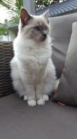 Gucci (blue mitted)