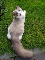 Shiva (blue mink bicolor)