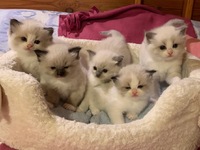 Hans, Hugo, Herkko, Hilla ja Hertta