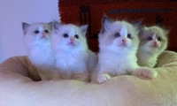 Iiris, Iina, Into ja Inka 6vk,4 pv.
