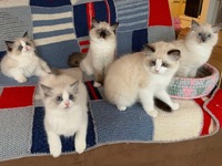 Hilla, Hertta, Hugo, Hans ja Herkko
