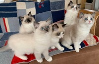 Herkko, Hugo, Hans, Hilla ja Hertta