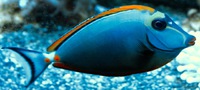 Naso Elegans