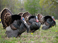 Fall Turkeys