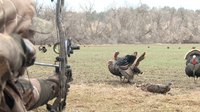 Bow Hunting