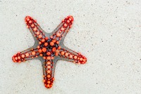 Método STAR