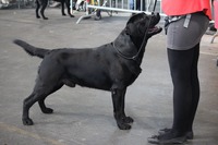 Leo en Tarbes