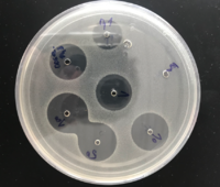 Inhibition zones on agar matrix - radial diffusion test