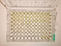 Diluted sample and determination of the minimum inhibitory concentration (MIC) in 96-well plate