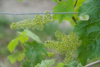 Les inflorescences
