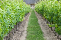 L'accolage des vignes