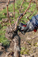 Taille de la vigne
