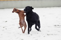 KORAD Hickson Ghea leker med grannens labrador