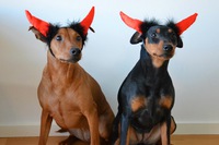 Ja, vad ska man säga? Pinschern är kanske lite en Devil in disguise 😆