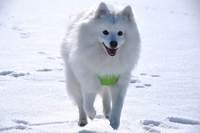 Koda (Fuji-San Yolly Yumper)