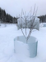 Treårigt äpple av sorten Cox Pomona beskuret en gång.