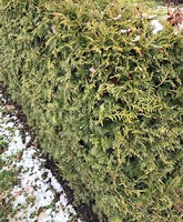 Thuja av sorten Brabant är en av de populäraste häckväxterna just nu