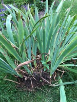 1) Uppgrävd planta