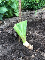 5) stödpinne vid plantan