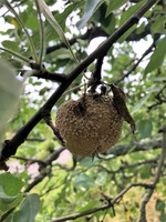 Fruktmögel på äpple