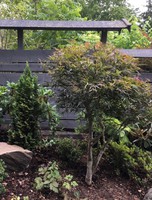 Japansk lönn