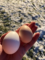 Unghönsens första ägg är oftast små