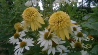 Elle attire beaucoup les papillons et autres insectes pollinisateurs