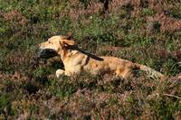 "Brisse" FI KVA MIDDLETON BREESE OF WINDSTAR 10.8.2005 - 16.06.2017