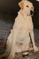 Charlie 25.4.1991 - 2004