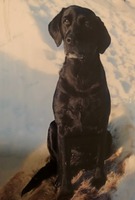 "Geena" SEAROVER DANISH DELIGHT 19.2.1995- 2009