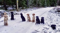 Vasemmalla edessä Tinke, takana Uno, Figo, Häjy, Lara. äiti Fame, Peso ja ojaan tipahtanut Hugo.