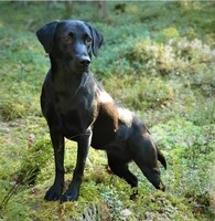 Nova