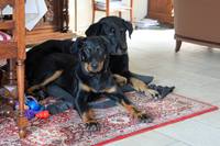 Mr Mitch met huisgenoot Darco