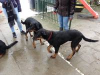 met rode bandje Mr Mack, daarachter Jerel