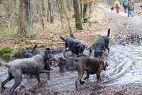 Modderbad, voorjaarswandeling Beauceron Club Nederland